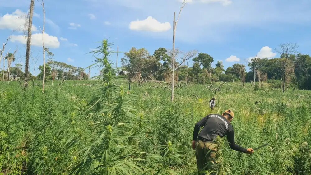 Eliminan marihuana en zonas equivalentes a 761 estadios del Defensores del Chaco Eliminan marihuana en zonas equivalentes a 761 estadios del Defensores del Chaco