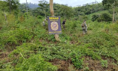 Erradican 15 toneladas de marihuana en Bella Vista Norte