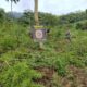 Erradican 15 toneladas de marihuana en Bella Vista Norte