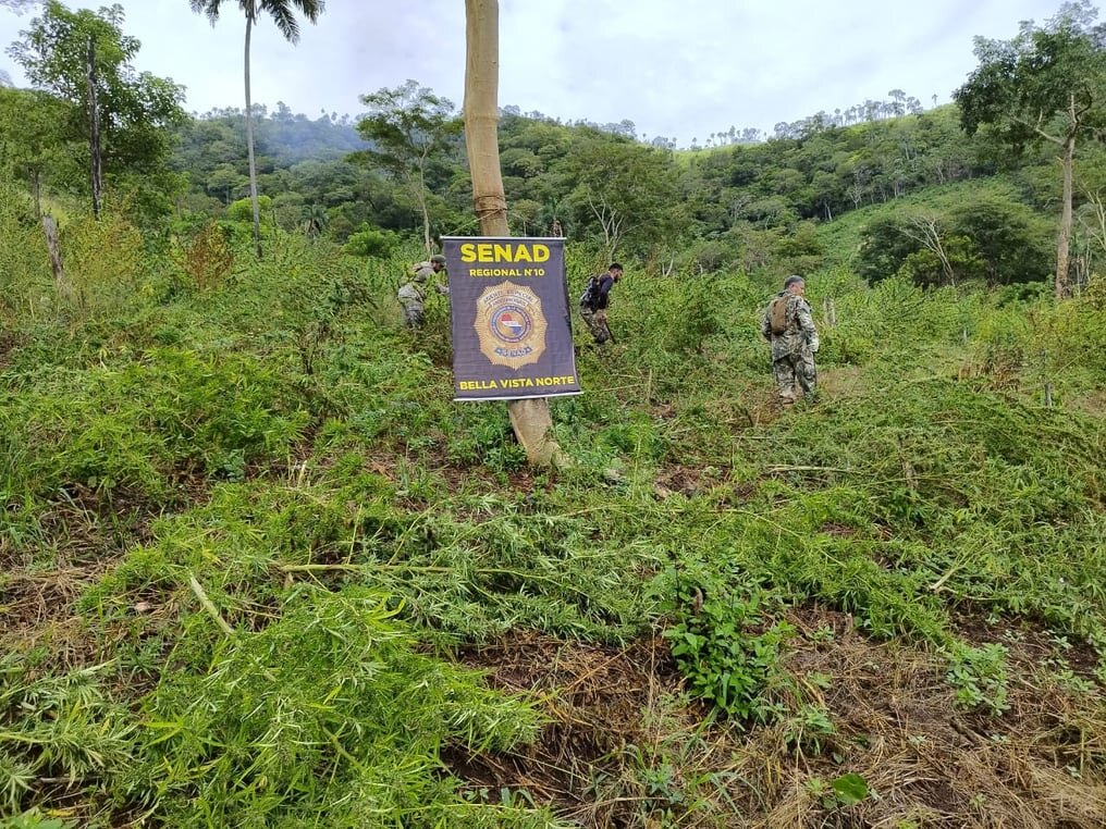 Erradican 15 toneladas de marihuana en Bella Vista Norte Erradican 15 toneladas de marihuana en Bella Vista Norte