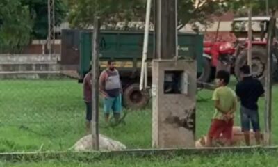 Vacas fallecen electrocutadas por cable pelado en parque municipal de La Colmena
