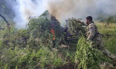 Bella Vista: Destruyen más de 5.000 kilos de marihuana oculta en una reserva forestal