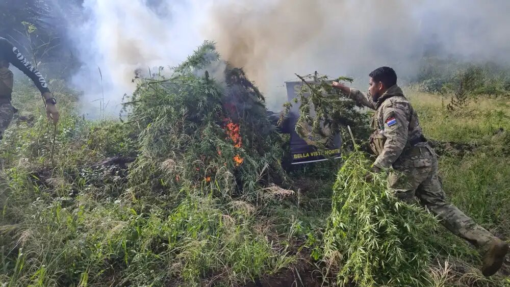 Bella Vista: Destruyen más de 5.000 kilos de marihuana oculta en una reserva forestal Bella Vista: Destruyen más de 5.000 kilos de marihuana oculta en una reserva forestal