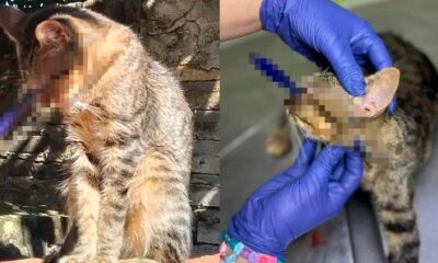 Maltrato animal: Con dardo perforan el ojo a un gato y buscan al responsable