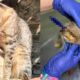 Maltrato animal: Con dardo perforan el ojo a un gato y buscan al responsable