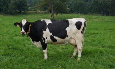 Bella Vista: Ocupantes de un automóvil sobreviven tras chocar por una vaca suelta sobre la ruta PY08