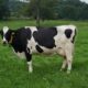 Bella Vista: Ocupantes de un automóvil sobreviven tras chocar por una vaca suelta sobre la ruta PY08