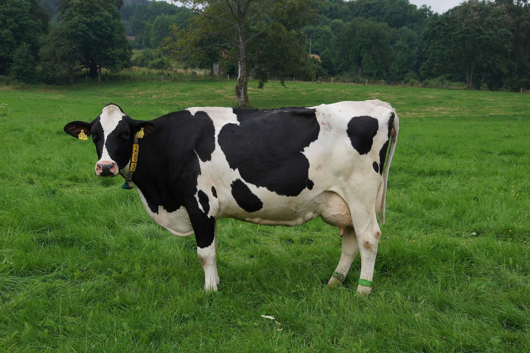 Bella Vista: Ocupantes de un automóvil sobreviven tras chocar por una vaca suelta sobre la ruta PY08 Bella Vista: Ocupantes de un automóvil sobreviven tras chocar por una vaca suelta sobre la ruta PY08