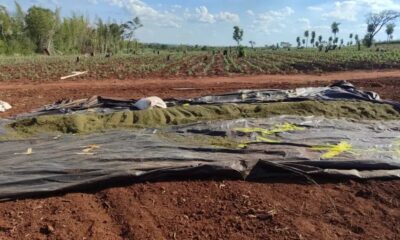 Pedro Juan Caballero: Senad halla evidencias de plantación de marihuana en comunidad indígena