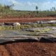 Pedro Juan Caballero: Senad halla evidencias de plantación de marihuana en comunidad indígena