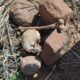 Hallan cráneo humano y restos óseos en propiedad rural de Amambay