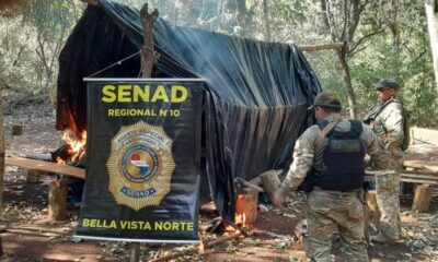 Bella Vista: SENAD anula 12 toneladas de marihuana en establecimiento ganadero