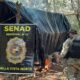 Bella Vista: SENAD anula 12 toneladas de marihuana en establecimiento ganadero