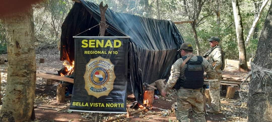 Bella Vista: SENAD anula 12 toneladas de marihuana en establecimiento ganadero Bella Vista: SENAD anula 12 toneladas de marihuana en establecimiento ganadero