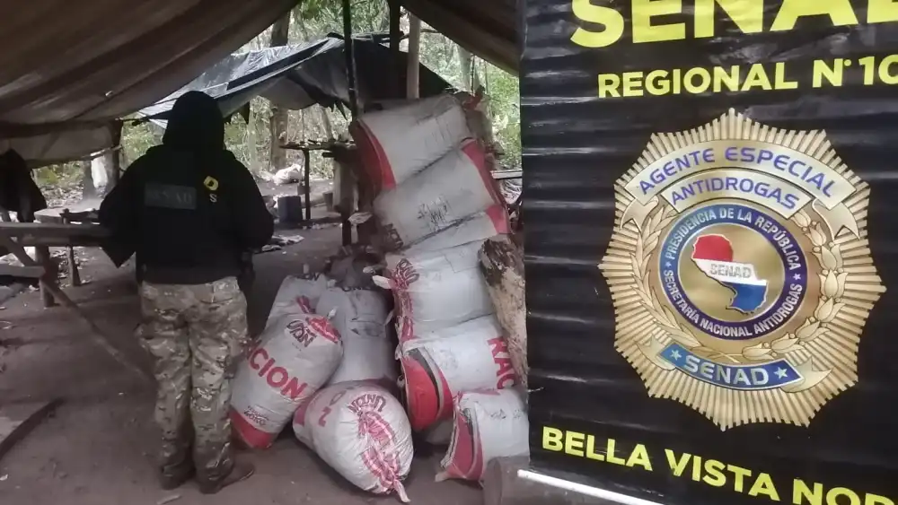 Bella Vista Norte: Destruyen más de 2 toneladas de marihuana en campamento narco Bella Vista Norte: Destruyen más de 2 toneladas de marihuana en campamento narco
