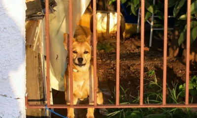 Ejecutivo presenta proyecto para elevar a 10 años de cárcel la pena por maltrato animal