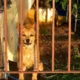 Ejecutivo presenta proyecto para elevar a 10 años de cárcel la pena por maltrato animal