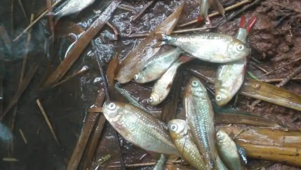 Pobladores denuncian a chanchería por contaminación de arroyo en PJC Pobladores denuncian a chanchería por contaminación de arroyo en PJC