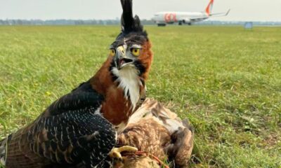 Águila logró eliminar dos “amenazas potenciales” en pista del Silvio Pettirossi