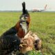 Águila logró eliminar dos “amenazas potenciales” en pista del Silvio Pettirossi