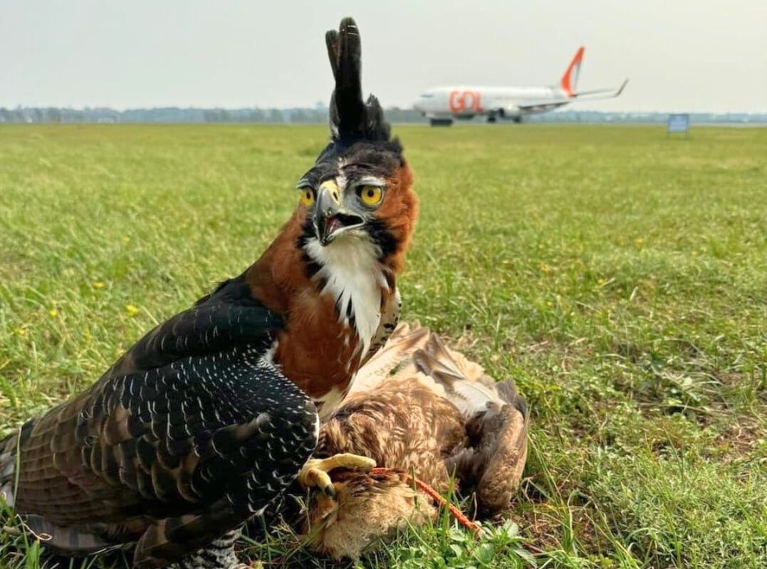 Águila logró eliminar dos “amenazas potenciales” en pista del Silvio Pettirossi