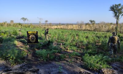 Bella Vista: SENAD anula 15 toneladas de marihuana en un establecimiento rural