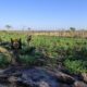 Bella Vista: SENAD anula 15 toneladas de marihuana en un establecimiento rural