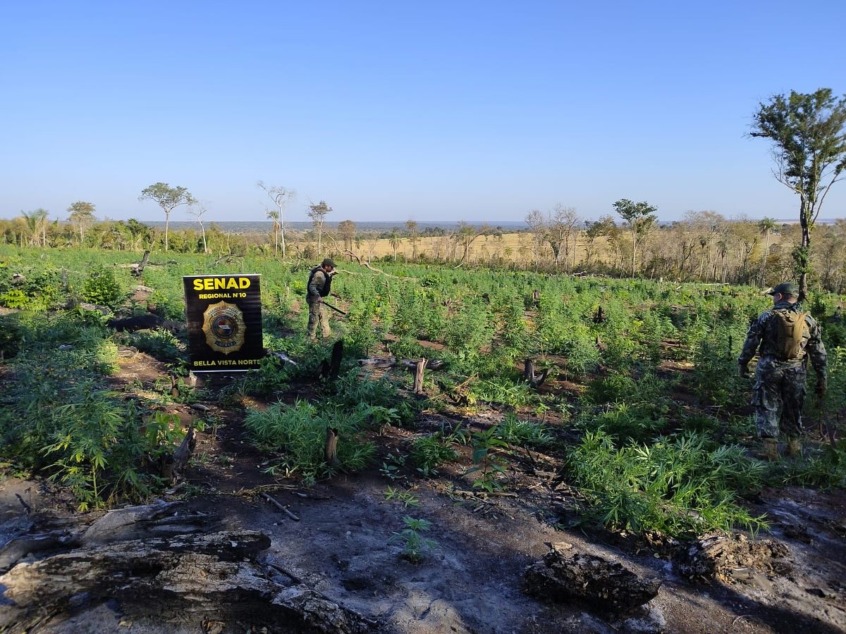Bella Vista: SENAD anula 15 toneladas de marihuana en un establecimiento rural Bella Vista: SENAD anula 15 toneladas de marihuana en un establecimiento rural