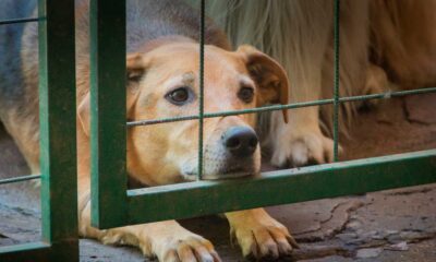 Denuncian supuesto caso de zoofilia en Pedro Juan Caballero