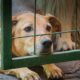 Denuncian supuesto caso de zoofilia en Pedro Juan Caballero