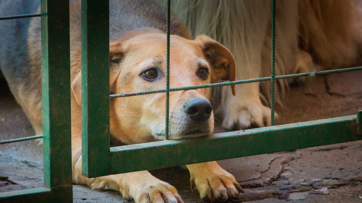 Denuncian supuesto caso de zoofilia en Pedro Juan Caballero Denuncian supuesto caso de zoofilia en Pedro Juan Caballero