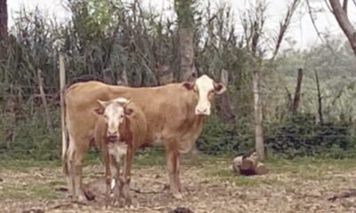 Vaca atropella y mata a un hombre en Itapuá