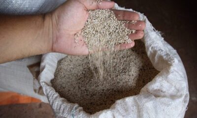 Sésamo paraguayo se posiciona en el mercado exterior por su calidad