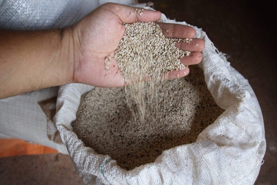 Sésamo paraguayo se posiciona en el mercado exterior por su calidad