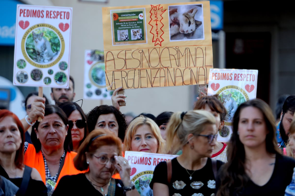Funcionario de Elche condenado a prisión por matar gatos. Funcionario de Elche condenado a prisión por matar gatos.