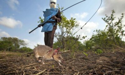 Ratas entrenadas desactivan minas y restauran tierras cultivables.