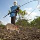 Ratas entrenadas desactivan minas y restauran tierras cultivables.