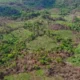 Detectan importante deforestación y marihuana en Lorito Picada, zona del Parque Nacional Cerro Corá