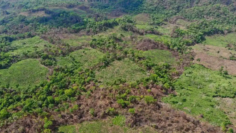Detectan importante deforestación y marihuana en Lorito Picada, zona del Parque Nacional Cerro Corá Detectan importante deforestación y marihuana en Lorito Picada, zona del Parque Nacional Cerro Corá