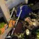 PJC: Acompañante de motociclista muere tras una brusca maniobra