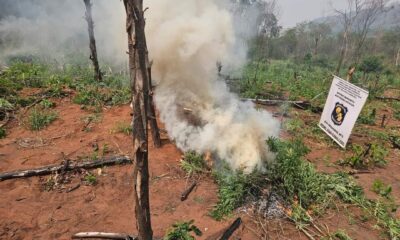 Cerro Corá: Antinarcóticos destruye 750 kilos de marihuana y 9 hectáreas de plantación de la misma