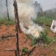 Cerro Corá: Antinarcóticos destruye 750 kilos de marihuana y 9 hectáreas de plantación de la misma