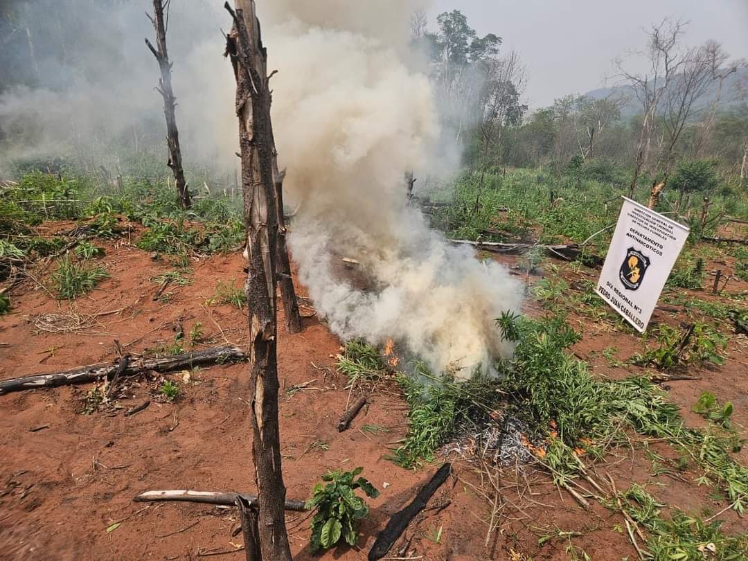 Cerro Corá: Antinarcóticos destruye 750 kilos de marihuana y 9 hectáreas de plantación de la misma Cerro Corá: Antinarcóticos destruye 750 kilos de marihuana y 9 hectáreas de plantación de la misma