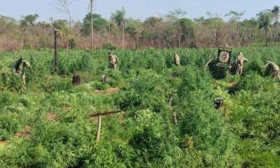 Senad destruye 12 hectáreas de marihuana en Pedro Juan Caballero