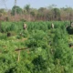 Senad destruye 12 hectáreas de marihuana en Pedro Juan Caballero