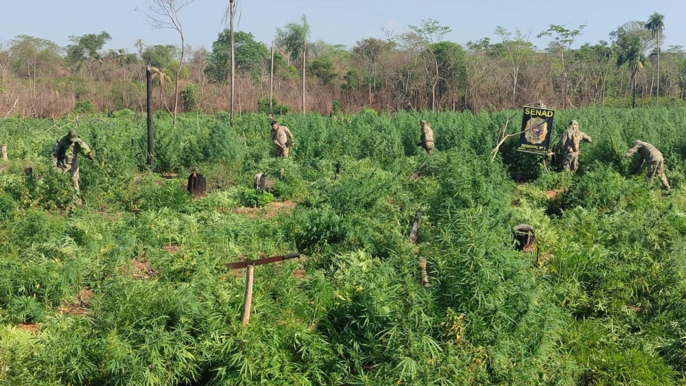 Senad destruye 12 hectáreas de marihuana en Pedro Juan Caballero Senad destruye 12 hectáreas de marihuana en Pedro Juan Caballero