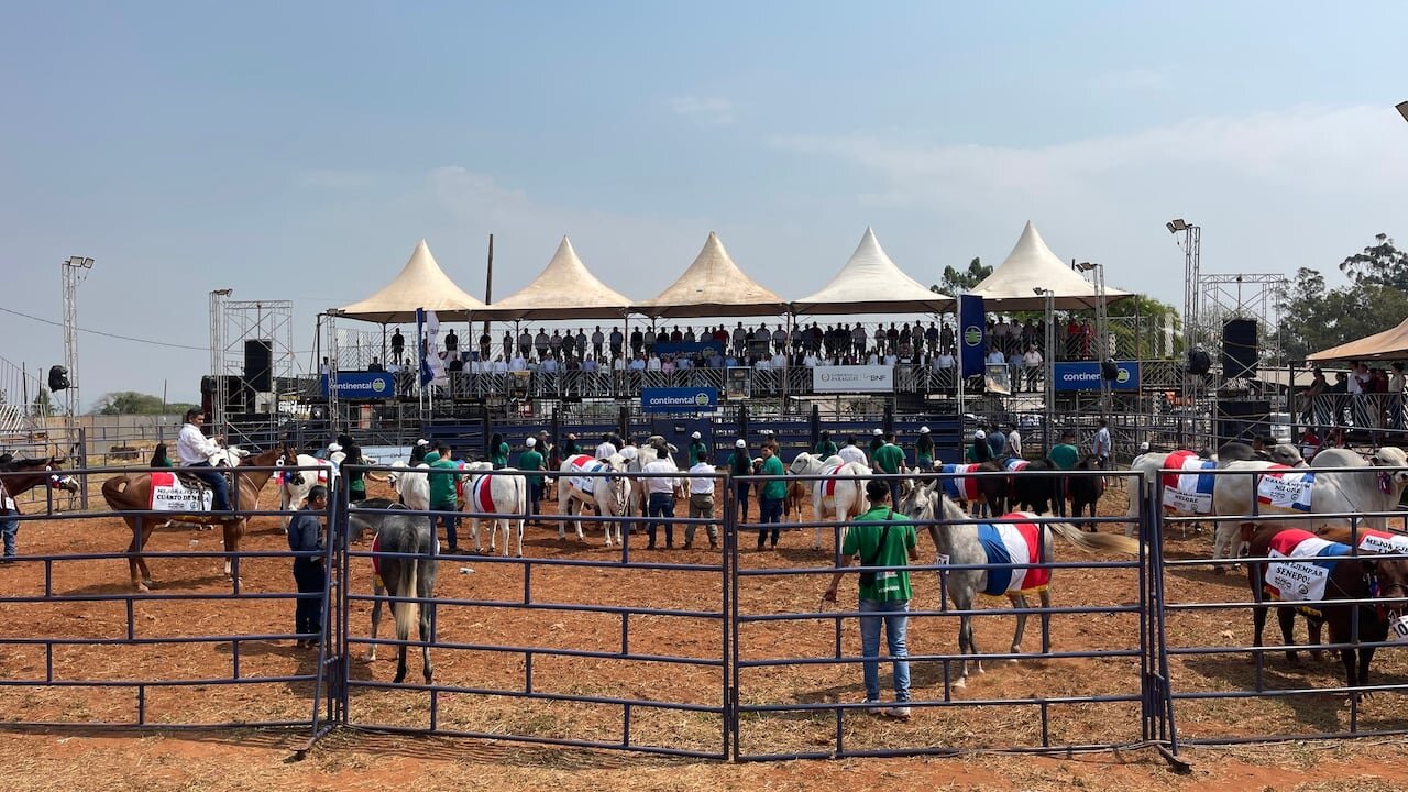 Expo Amambay se alista con 120 expositores y 170 animales en competencia Expo Amambay se alista con 120 expositores y 170 animales en competencia