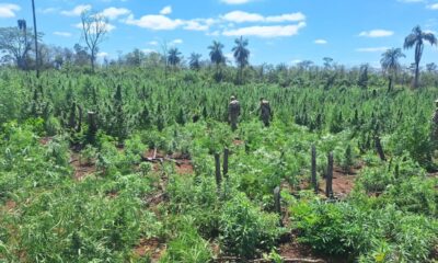 Destruyen más de 18 toneladas de marihuana en Nueva Germania