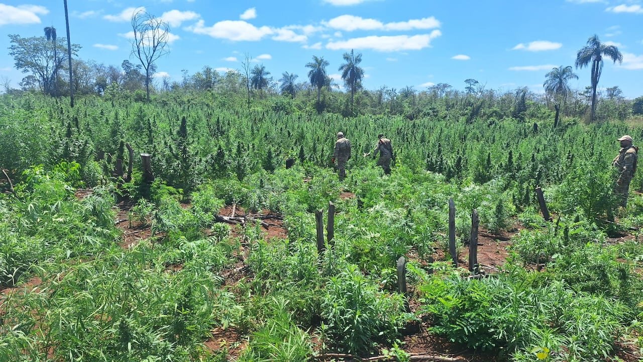 Destruyen más de 18 toneladas de marihuana en Nueva Germania