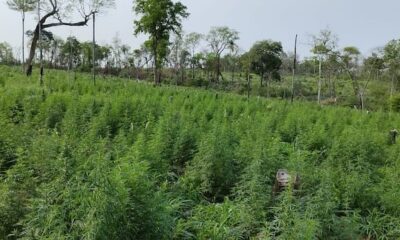 Destruyen 7 hectáreas de cultivos de marihuana en Bella Vista Norte